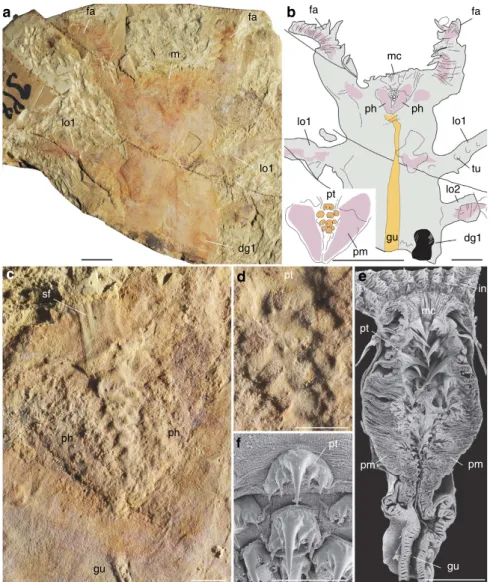 Figure 4 | Pharyngeal structure of the Early Cambrian lobopodian Jianshanopodia with analogues in Recent priapulid worms