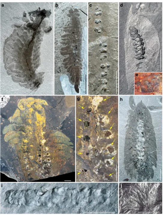Figure 5 | Digestive glands in other arthropods from the Middle Cambrian Burgess Shale