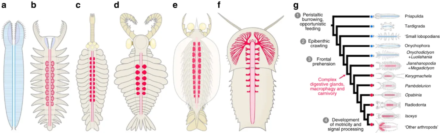 Figure 6 | Digestive systems and arthropod evolution. (a) Priapulid worm with a straight gut lacking digestive glands