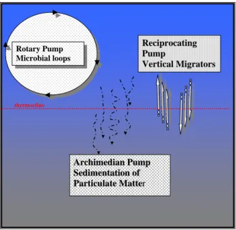 Fig 1. Schematic representation of the carbon pumps or pathways following Longhurst 604  (1991)
