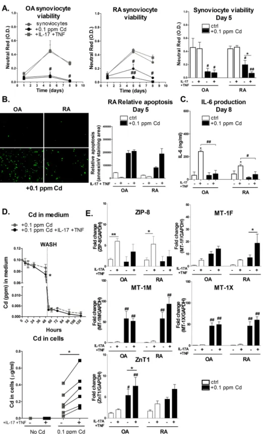 Figure 1.  Inflammation drives ZIP-8 and MT-s mediated Cd absorption and accumulation in synoviocytes, inducing  apoptosis and reducing IL-6 production