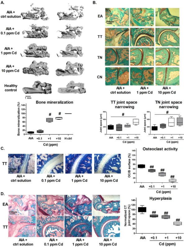 Figure 4.  Cd intra-articular injection reduces inflammation-induced bone loss and cartilage destruction  in AIA rats