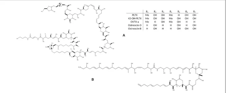 FIGURE 1 | Chemical structure of the main toxic compounds found in Ostreopsis species: (A) Palytoxin and its main analogs, the most common; and (B) Ostreol-A, present in some Korean strains.