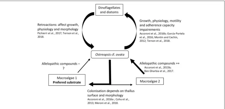 FIGURE 3 | Summary of known interactions between Ostreopsis cf. ovata and flora.