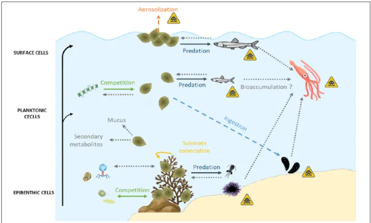 FIGURE 5 | Summary of biotic relationships between Ostreopsis spp. and its environment