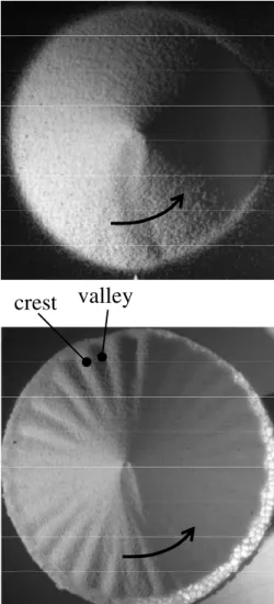 Figure 2 shows images taken from top of “frozen” piles in the stable continuous 共 upper panel 兲 and intermittent 共 lower panel兲 regimes obtained for boundary condition BCII