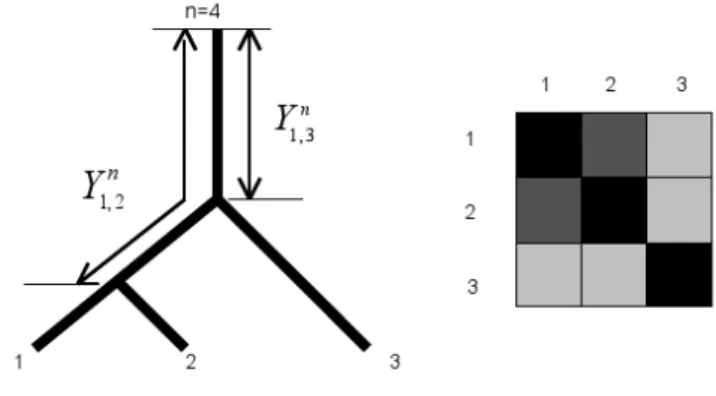 Figure 1. The distance Y i,j n=4 between a reference taxa n and the path i-j on an X-tree fulfils Kalmanson inequalities