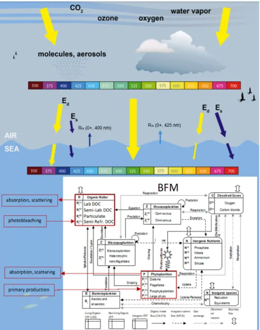 Figure 1. Schematics of the biogeochemical model interactions with the multispectral light propa- propa-gation model