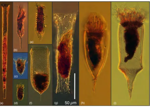 Fig.   3.   Common   forms   of   tintinnid   ciliates   found   in   deep   waters,   absent   or   nearly   absent   from    surface   waters:   (a)   an   undescribed   Salpingella   species,   (b)   an   undescribed   Albatrossiella   species,    (c)  