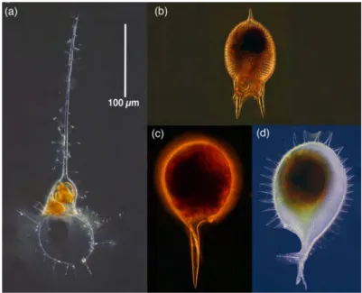 Fig.   7.   Common   forms   of   phaeogromid   radiolarians   found   in   deep   waters:   (a)   Medusetta    parthenopaea,   (b)   Challengeranium   diodon,   (c)   Challengeria   xiphodon,   (d)   Challengeron    willemoesii