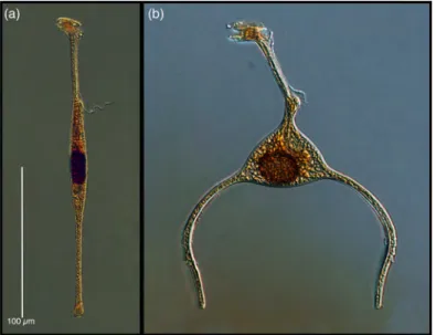 Fig.   9.   Common   species   of   amphisolenid   dinoflagellates   found   in   deep   waters:   (a)   Amphisolenia    globulosa,   and   (b)   Triposolenia   bicornis