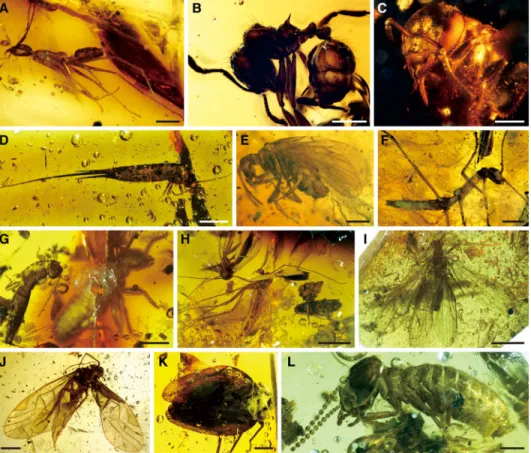 Fig. 4. Representative insects in Zhangpu amber of biogeographic and ecological significance
