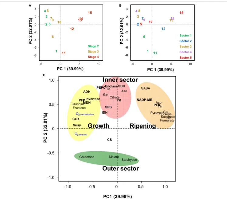 FIGURE 6 | Principal component analysis (PCA) of estimated oxygen-demand and -concentration, 18 metabolites measured by quantitative 1 H NMR spectroscopy and GC-EI-TOF/MS, and 15 enzyme capacities from central metabolism in five radial sections of the meso