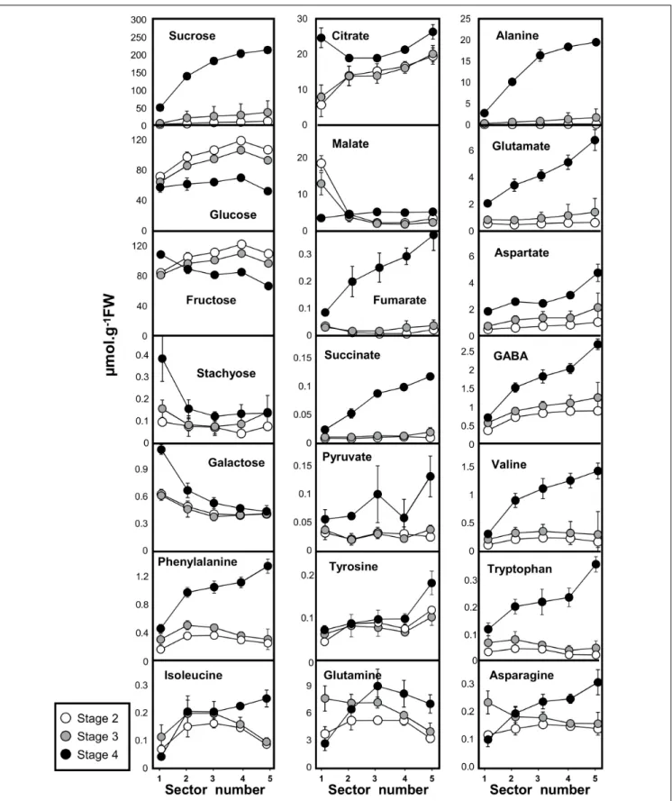 FIGURE 2 | Absolute concentrations in 18 primary metabolites measured by quantitative 1 H NMR spectroscopy (16 metabolites) and GC-EI-TOF/MS (pyruvate and succinate) in developing melon (Cucumis melo L