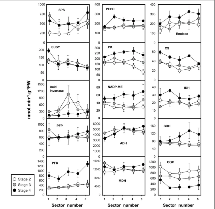 FIGURE 3 | Activities of 15 enzymes from central metabolism during the development of melon (Cucumis melo L
