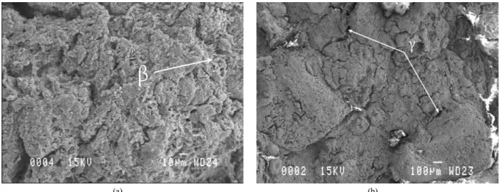 Fig. 5 –SEM images of two altered fragments taken from the surface; (a) altered calcite grains with the presence of a clay deposit in surface (β),  which seals the intergranular porosity