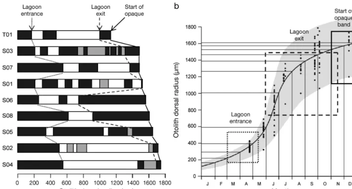 Fig. 4. Sparus aurata. Variability in lagoon use during the first year of life: (a) habitat assignment within the otolith band corre- corre-sponding to the first year of life for the 8 fish entering the lagoons as G0 = group 0 = juveniles of age &lt; 1 yr,