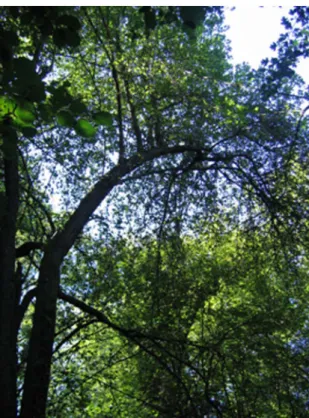 Figure 2. Healthy wild apple tree with a straight, upright trunk, Erstein forest (photo Annik Schnitzler).