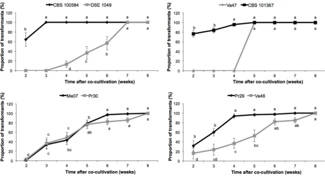 Fig. 4. DSE-dependent time course of the appearance of transformants on the selective medium