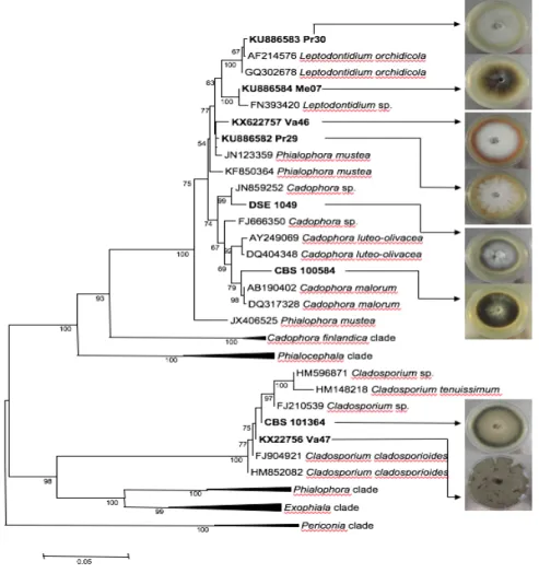 Fig. 1. Neighbor-Joining phylogram showing the phylogenetic relationships between the species based on ITS1- ITS1-5.8S-ITS2 sequences and colonies of the DSEs used in the present study