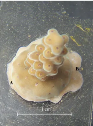 Fig. 5. Acropora nubbin after few week growth at HL. New-formed aragonite is deposited on the colony and the glass slide