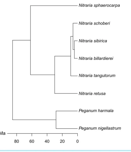 Figure 2 Molecular phylogeny of Nitraria and Peganum, modified after Zhang et al. (2015).