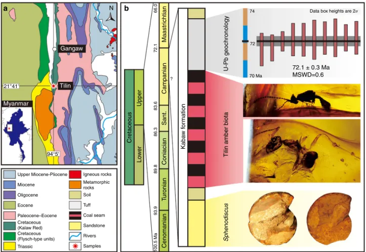 Fig. 1 Geology of Tilin amber. a Geological location of Tilin amber in Gangaw, central Myanmar