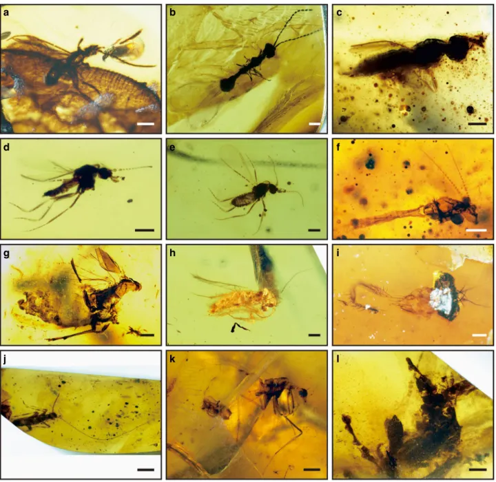 Fig. 2 Photographs of typical inclusions in Tilin amber. a – c Parasitic wasp (Hymenoptera)