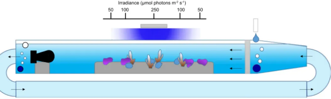 Figure 1.  Diagram representing the experimental set-up used to maintain the corals and coralline algae for 27  weeks