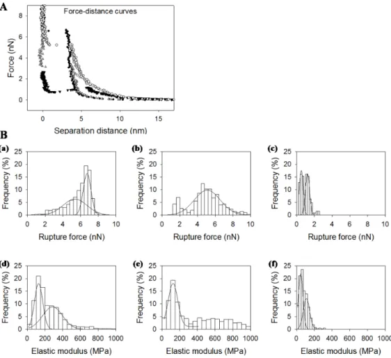 Table 4. Rupture forces and elastic moduli of different membranes by atomic force spectroscopy.