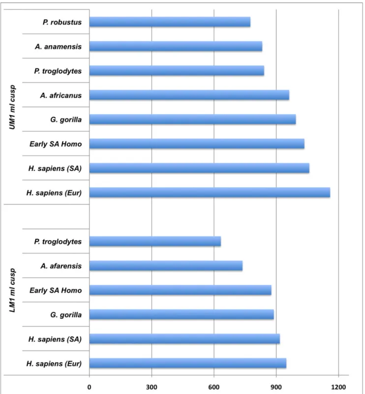 Fig 3. Average molar crown formation times (in days) in early hominins and extant apes and humans