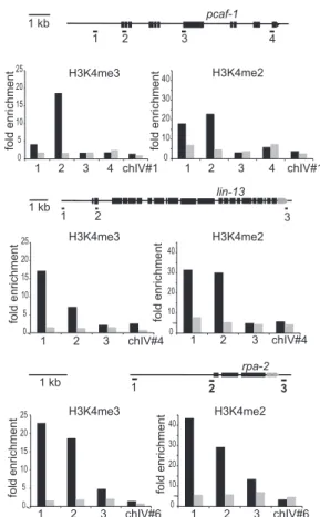 Fig. 3. SET-2 is required for H3K4 methylation at transcript start sites. ChIP- ChIP-qPCR analysis was carried out on extracts from synchronized L3 populations of wild-type (solid bars) or set-2(bn129) mutants (shaded bars), using H3K4me3- and H3K4me2-spec