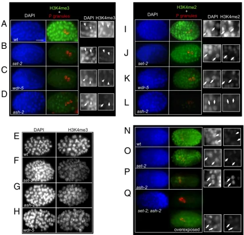 Fig. 4. SET-2, WDR-5, and ASH-2 differentially inﬂuence H3K4 methylation in embryos. Fixed embryos of the given genotype were stained with anti-H3K4me3 (Abcam; ab8580, A – H) or H3K4me2 (Abcam; ab7766, I – P) (green), anti-PGL-1 [red;