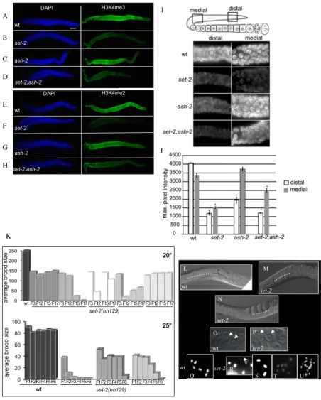 Fig. 5. SET-2 but not ASH-2 is required for H3K4 methyl- methyl-ation in the distal germ line