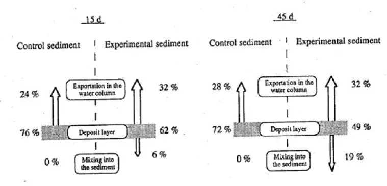 Figure 5: Luminophore transfers in non-bioturbated control sediment (left) and the experimental sediment with  6 Nereis diversicolor (right), after 15 and 45 d