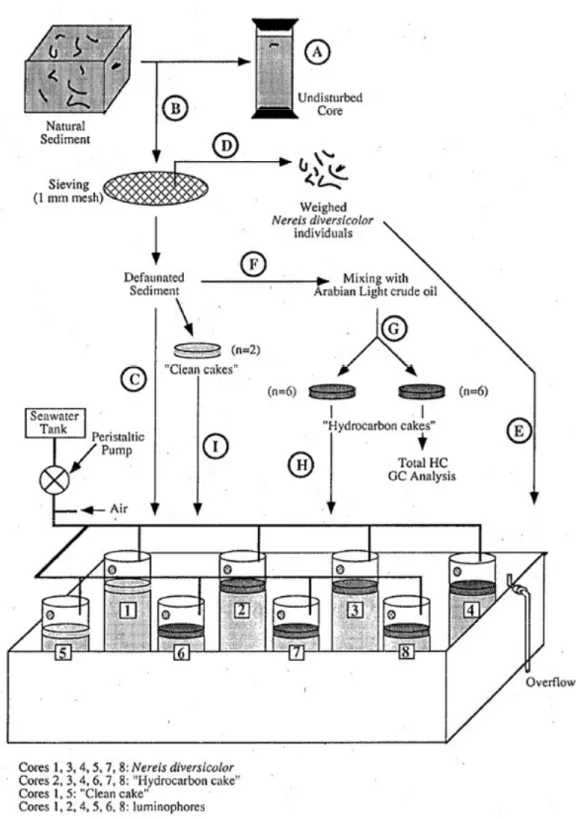 Figure 1: Experimental procedure. The different steps (letters in brackets) are described in detail in text