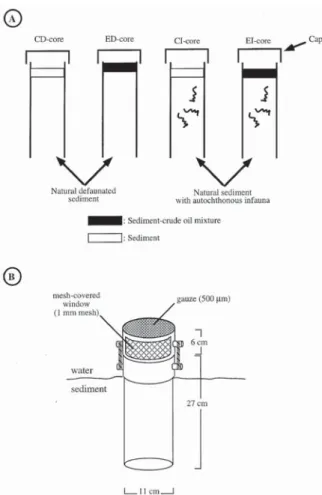 Figure 2. Presentation of the different types of experimental cores collected at each sampling time (A) and experimental core design (B)