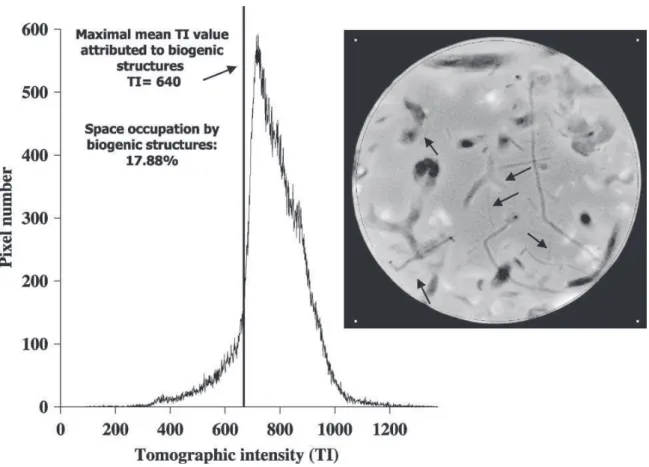 Fig. 3. Quantification of biogenic structures. For this transverse image (in the right-hand side), the Osiris software allowed us to determine the tomographic intensity of each pixel (in the left-hand side)