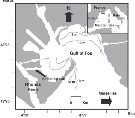 Fig. 1. Map of sampling site in the Saint-Antoine Canal (Gulf of Fos, France).