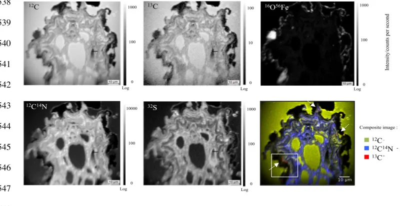 Figure  3.  NanoSIMS  elemental  maps  of  12 C - ,  13 C - ,  12 C 14 N - ,  32 S -   and  56 Fe 16 O -   from  labeled 549 