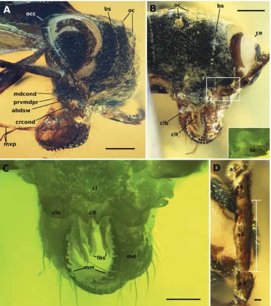 Figure 13. Holotype of †Camelosphecia fossor sp. nov.  A  lateral view of right side of head  B  full face view of  head, right margin blurred on this view due to a folding of the facet