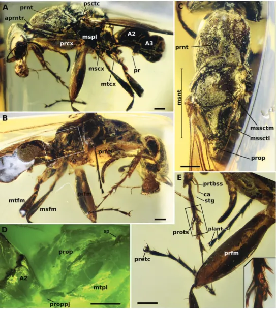 Figure 14. Holotype of †Camelosphecia fossor sp. nov.  A  profile of left side of body  B  profile of right side  of body  C  dorsal view of mesosoma  D  delimited area of  C  under fluorescent light  e  details of the legs,  es-pecially the forelegs
