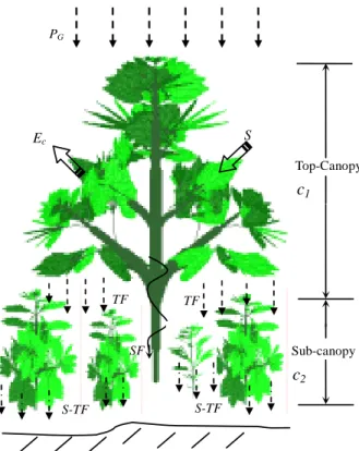 Figure 2. Schematic diagram of the two-layer structure canopy and canopy water  components in Shaoshan forest