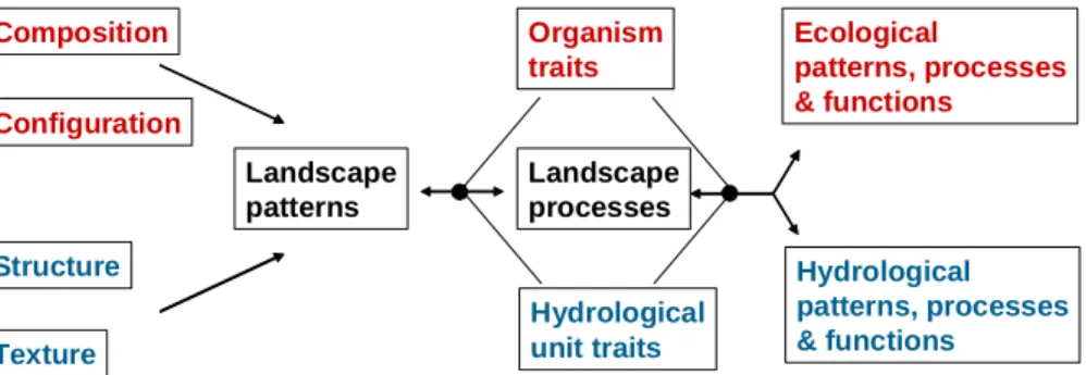 Fig. 1. A common landscape ecological framework (top half after Wiens, 2002a) and its appli- appli-cation to catchment hydrology.