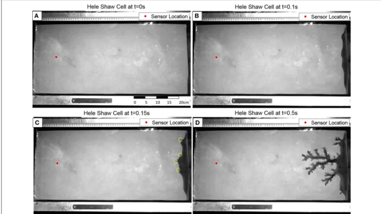 FIGURE 3 | Image of the Hele-Shaw Cell prior to injection (A), during quasi-homogenous compaction (B) and during channeling (C–D)