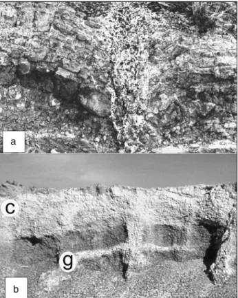 Figure 3. Two exposures in the Puerto Madryn level (42°44.750 ′ S, 65°15.950′W). (a) A 2-m-deep thermal contraction wedge breaks up and folds the Miocene sandstone (studied by Corte and Beltramone [1984])