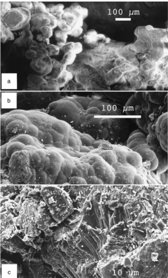 Figure 9. Scanning electron microscopy photographs showing (a) a cluster of ooids cemented by calcite; (b) neoformed opal; (c) gypsum platelets, a cryogenic structure also observed in Antarctica (Vogt and Corte, 1996).