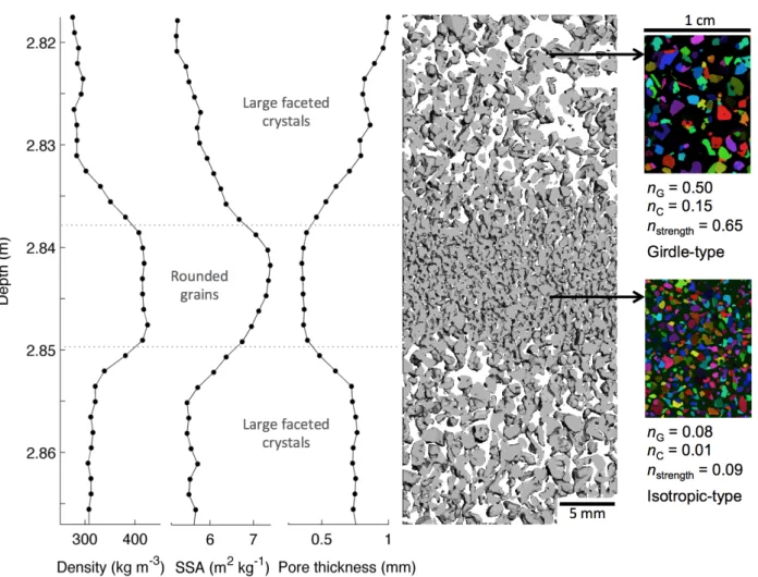 Figure 3: Snow microstructure and fabric for a sample collected between 2.82 and 2.86 m depth at Point Barnola