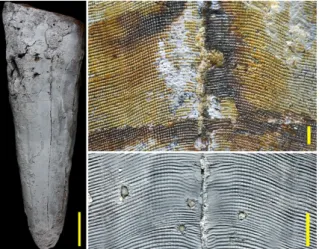 Fig. 9. – Conulaire (Archaeoconularia), montrant la préservation de son périderme phosphaté  dans des grès siliceux ; échelles graphiques 20 mm (à gauche) et 1 mm (à droite)