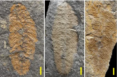 Fig. 3. – Plumulites, un annélide « blindé » par une armure dorsale de plaques calcaires ;  échelles : 5 mm